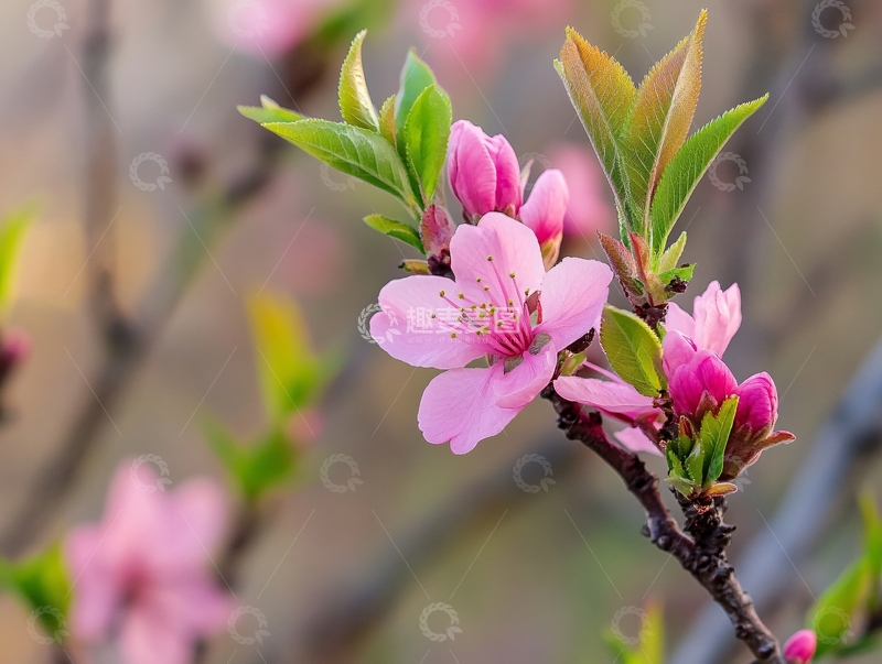 高清大图下载【趣麦麦图】桃艳春芳