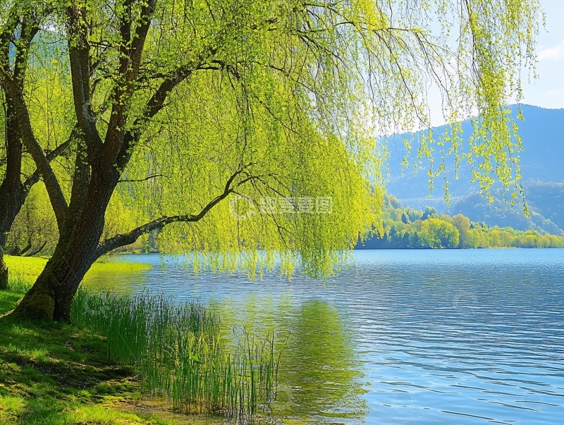 高清大图下载【趣麦麦图】湖畔春天杨柳