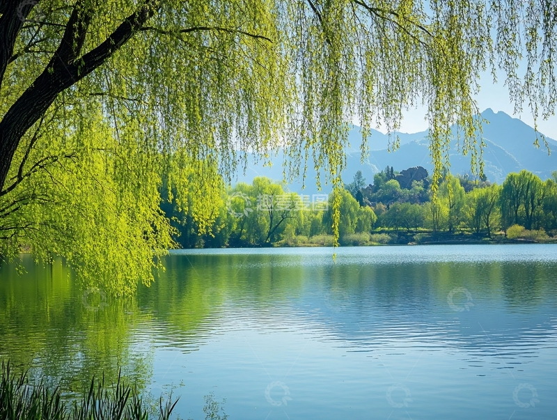 高清大图下载【趣麦麦图】湖畔春天杨柳2