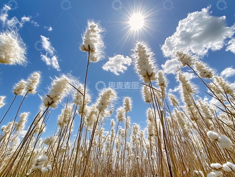 高清大图下载【趣麦麦图】风吹芦花