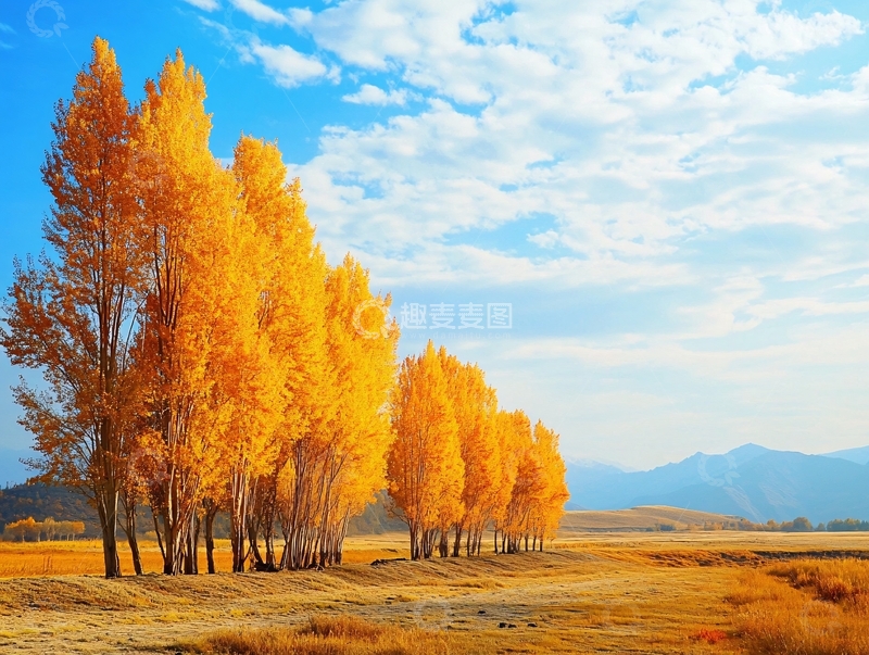 高清大图下载【趣麦麦图】远山金色的杨树