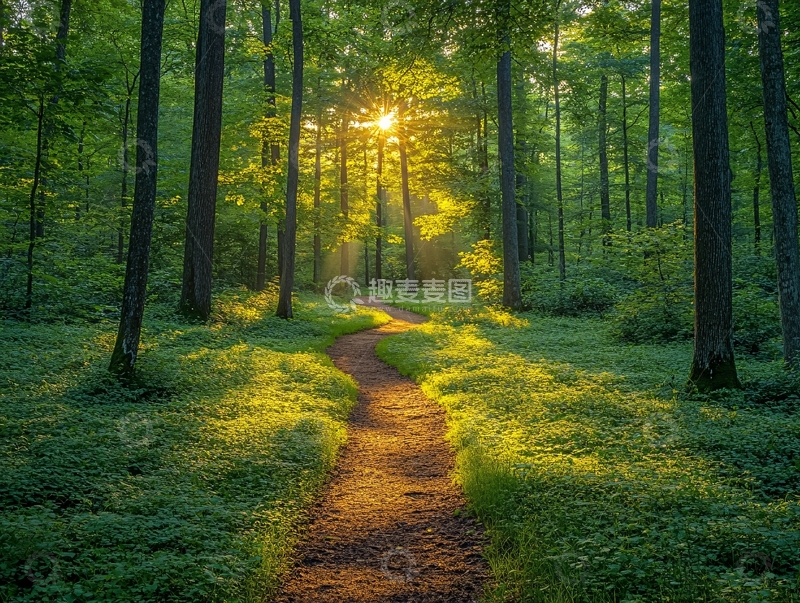 高清大图下载【趣麦麦图】阳光森林素材8