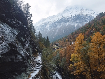 森林黄叶白雪山峰