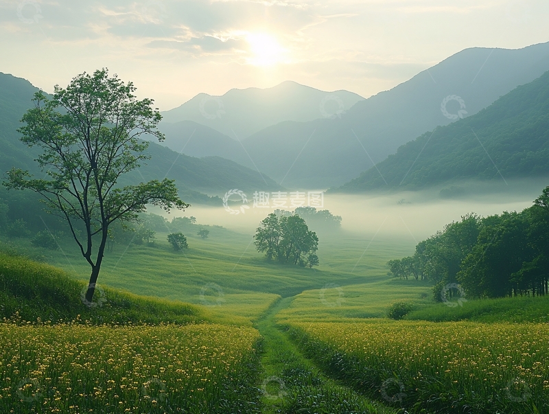 高清大图下载【趣麦麦图】油菜花雾景