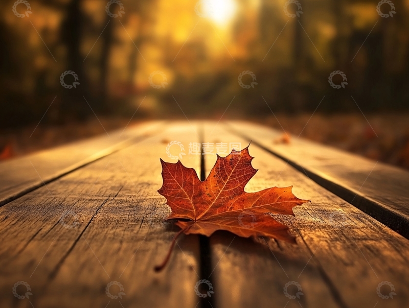 唯美秋日落叶11