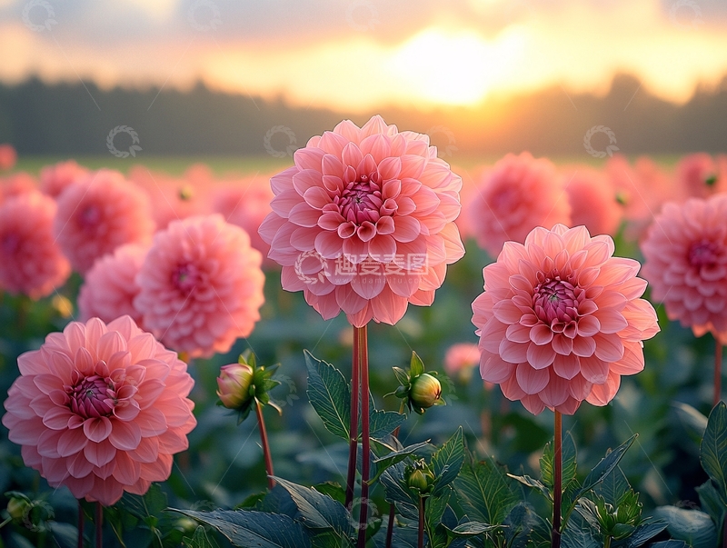 高清大图下载【趣麦麦图】唯美大丽花2