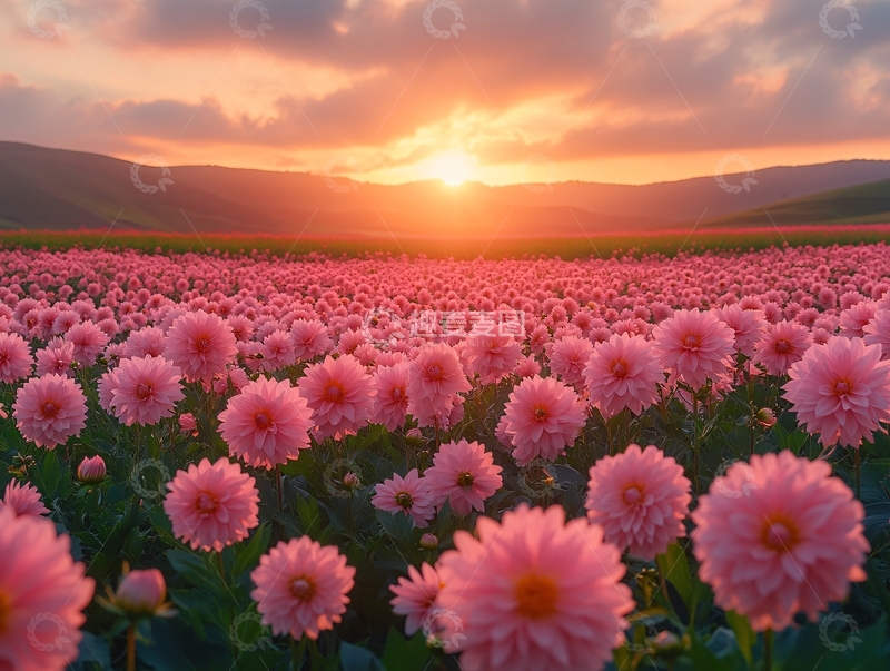 高清大图下载【趣麦麦图】唯美夕阳花海9