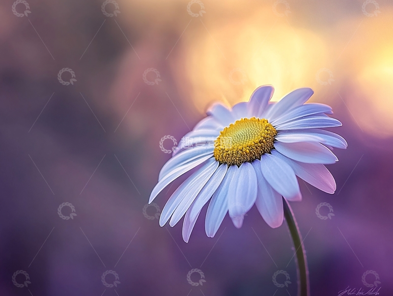 高清大图下载【趣麦麦图】唯美果香菊1