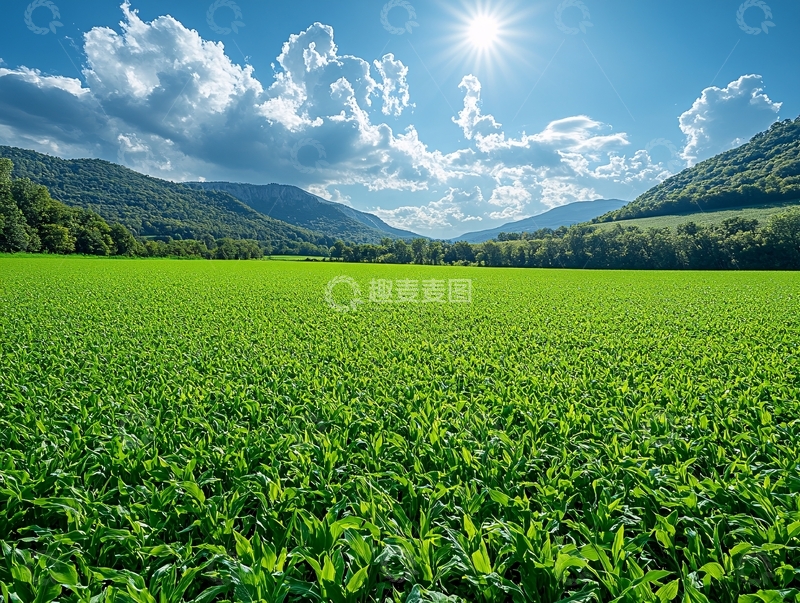 高清大图下载【趣麦麦图】高清大豆地24