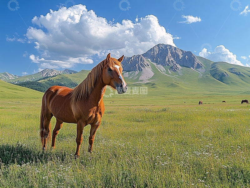 高清大图下载【趣麦麦图】哈萨克伊犁马