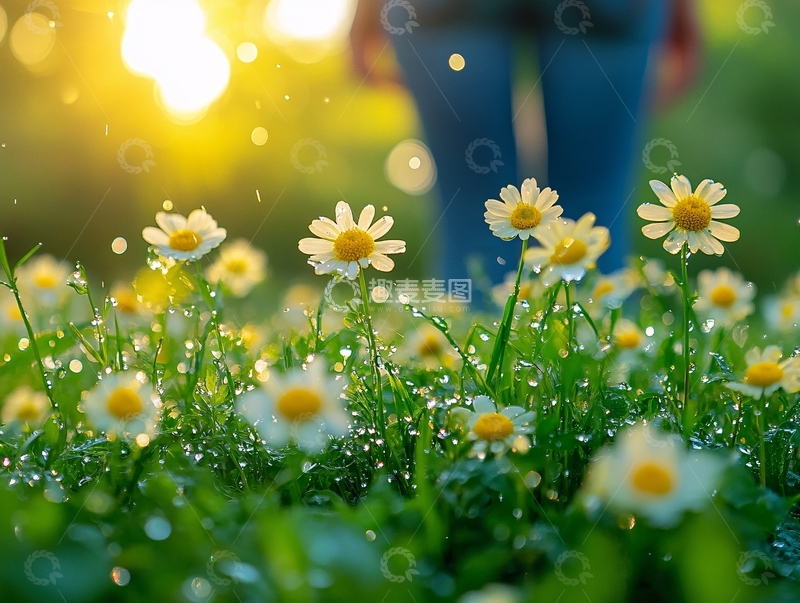 高清大图下载【趣麦麦图】户外宁静小雏菊1