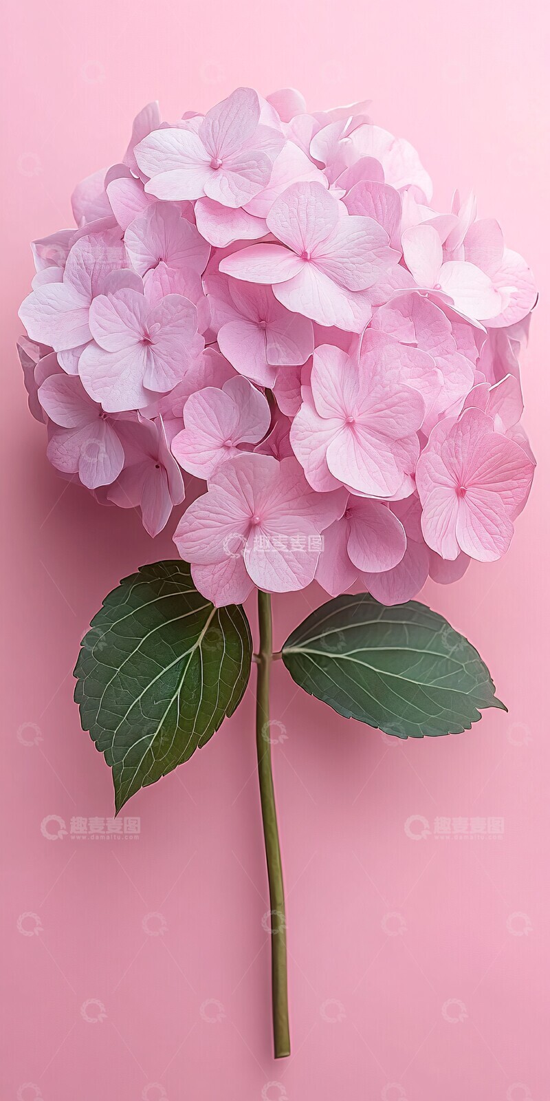 高清大图下载【趣麦麦图】粉红背景半侧花卉1