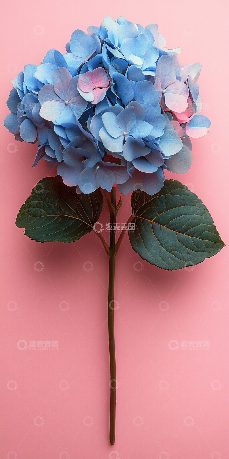 高清大图下载【趣麦麦图】粉红背景半侧花卉2