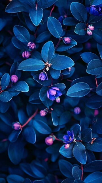 深蓝紫冬林花
