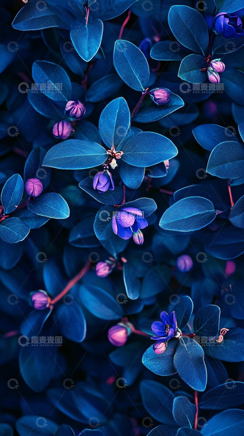 高清大图下载【趣麦麦图】深蓝紫冬林花
