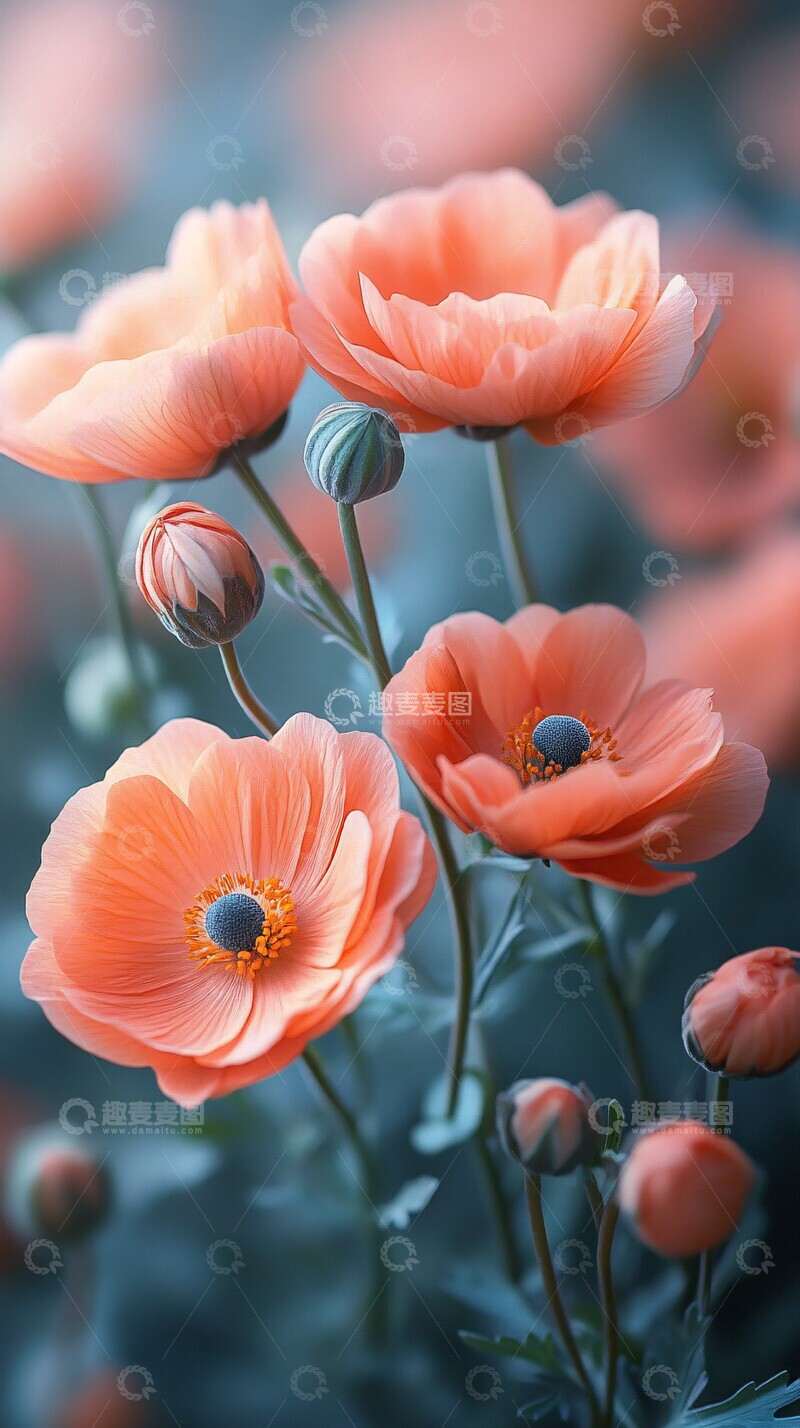 高清大图下载【趣麦麦图】花朵壁纸花朵壁纸花卉2