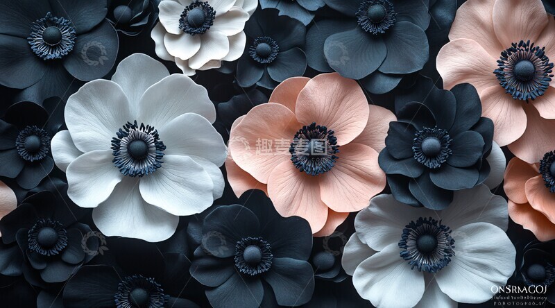 高清大图下载【趣麦麦图】黑白粉海葵特写