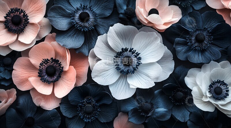 高清大图下载【趣麦麦图】黑白粉海葵特写2