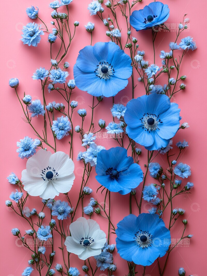 高清大图下载【趣麦麦图】蓝白花边粉色背景1