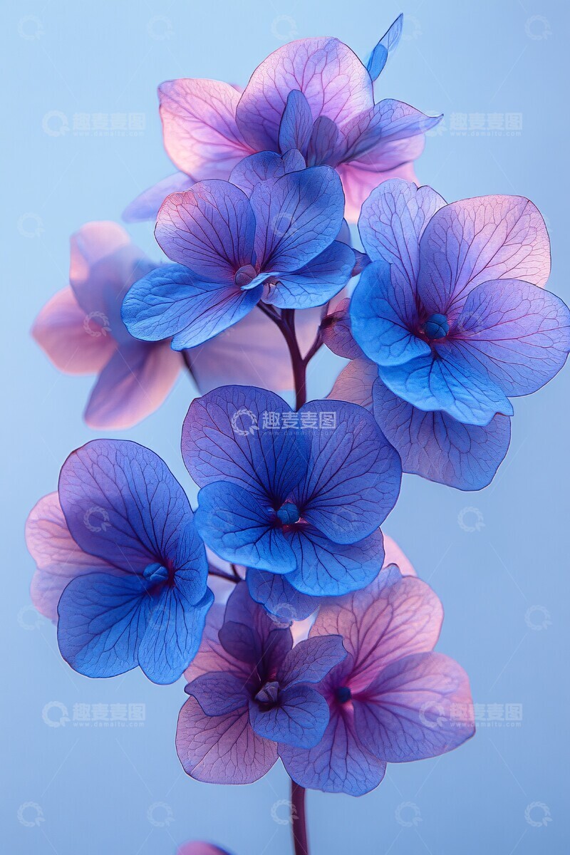 紫色绣球花细节