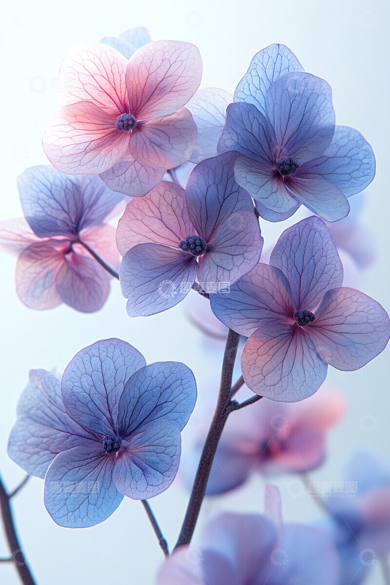 紫色绣球花细节3