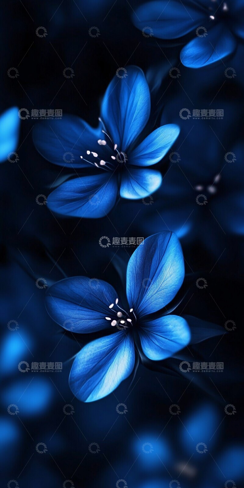 高清大图下载【趣麦麦图】蓝花暗背景蓝花背景手机