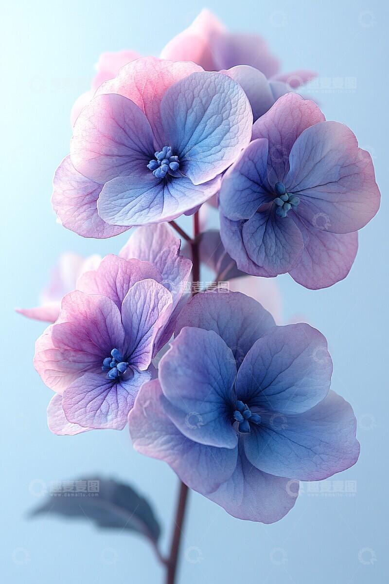 紫色绣球花细节2