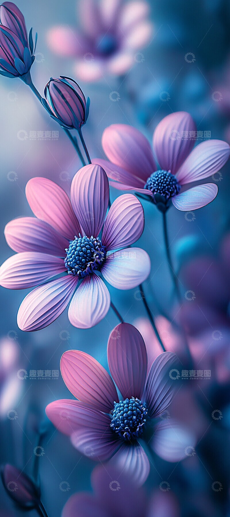 高清大图下载【趣麦麦图】紫蓝渐变花卉特写