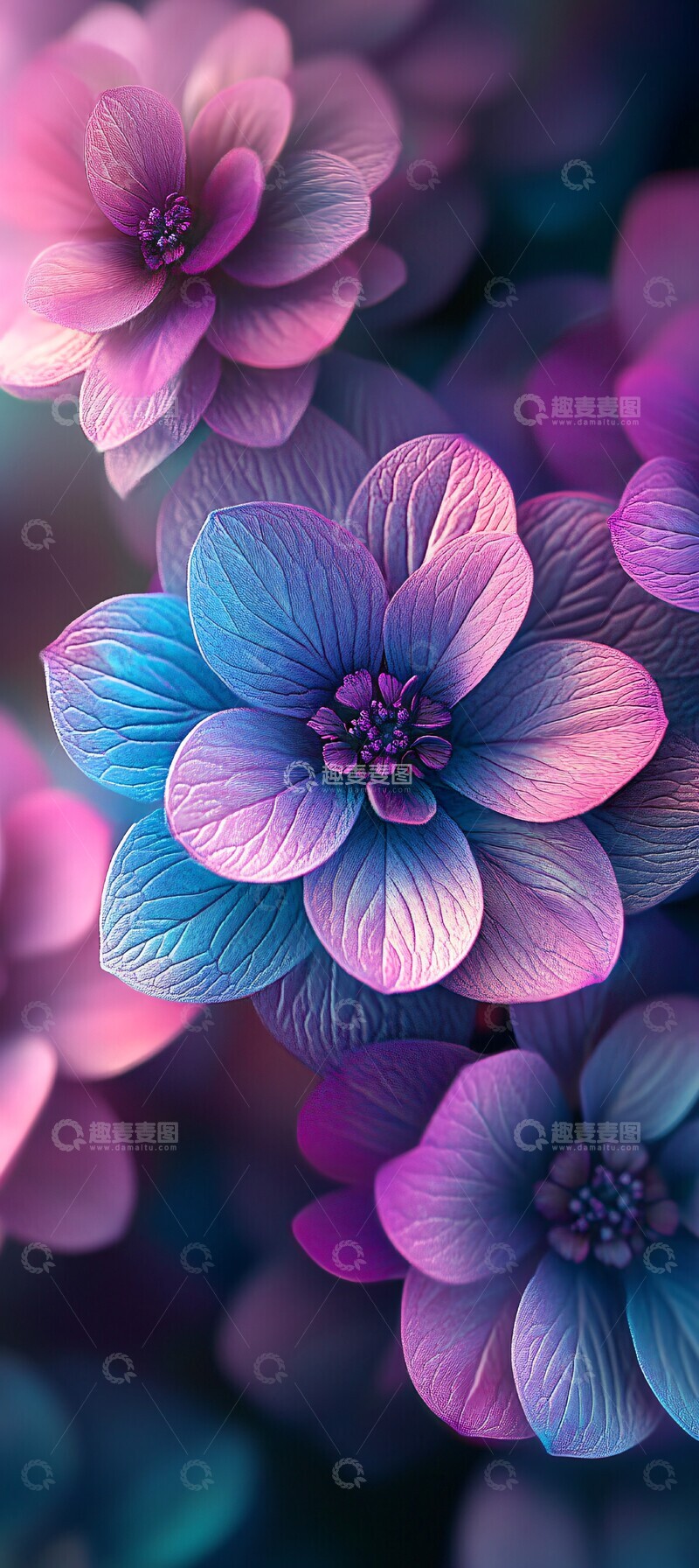 高清大图下载【趣麦麦图】紫蓝渐变花卉特写3