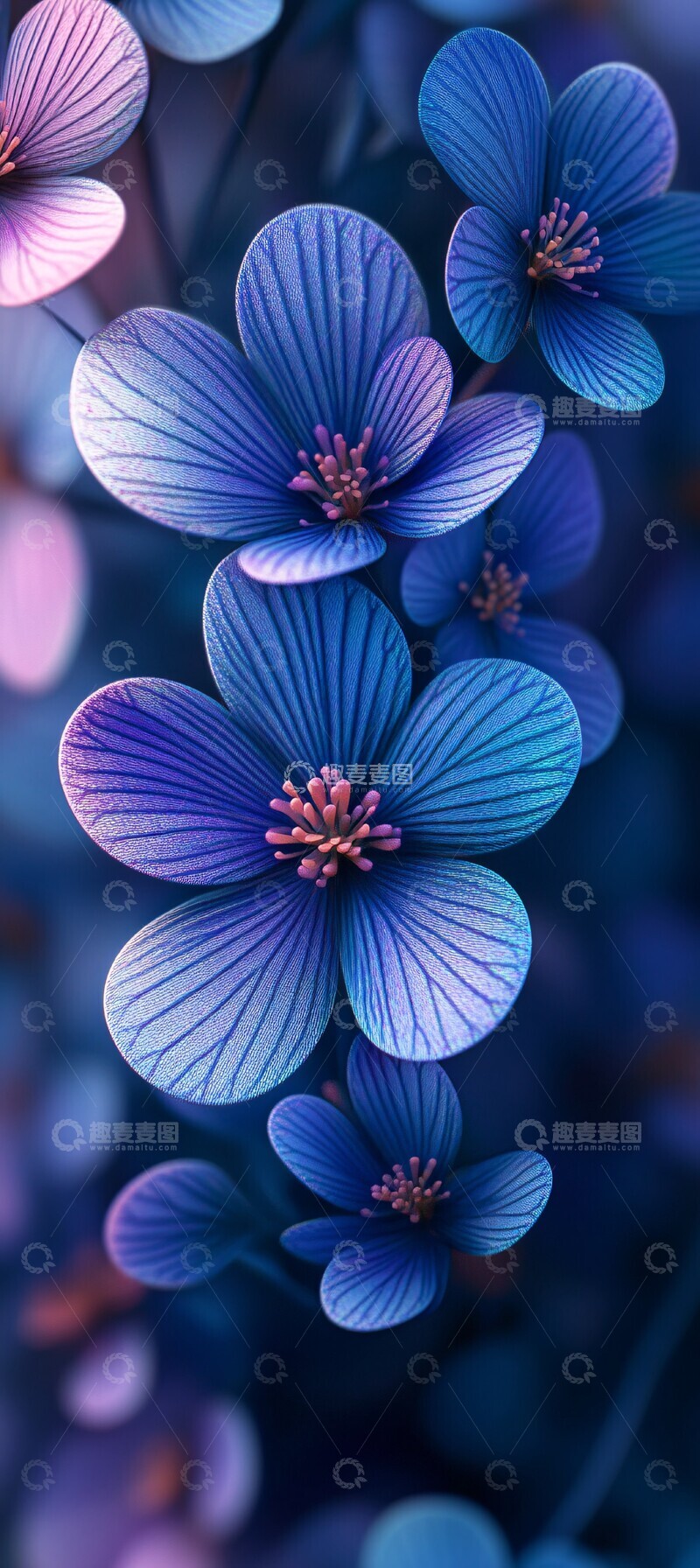 高清大图下载【趣麦麦图】紫蓝渐变花卉特写1