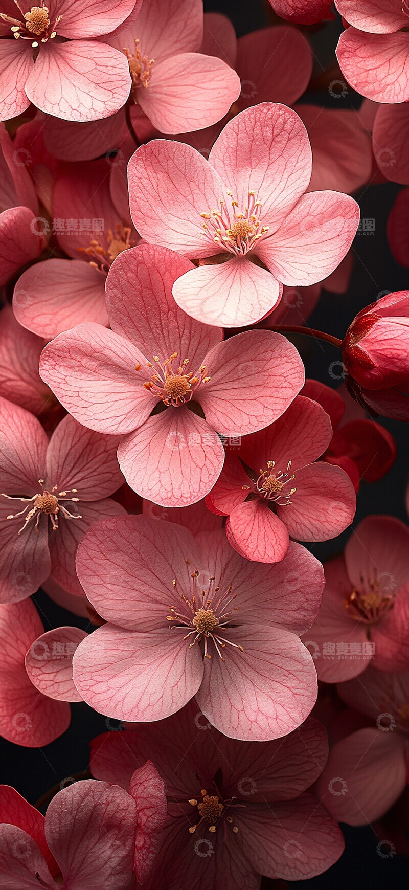 高清大图下载【趣麦麦图】粉色花朵覆盖图2