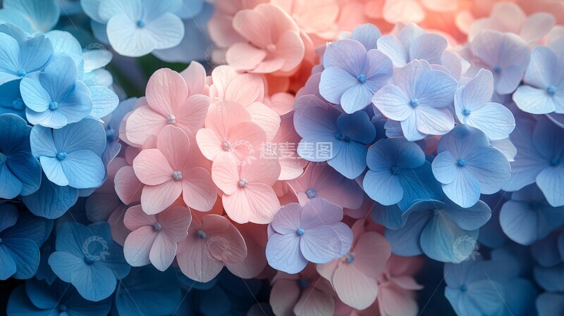 高清大图下载【趣麦麦图】蓝色粉色绣球花2