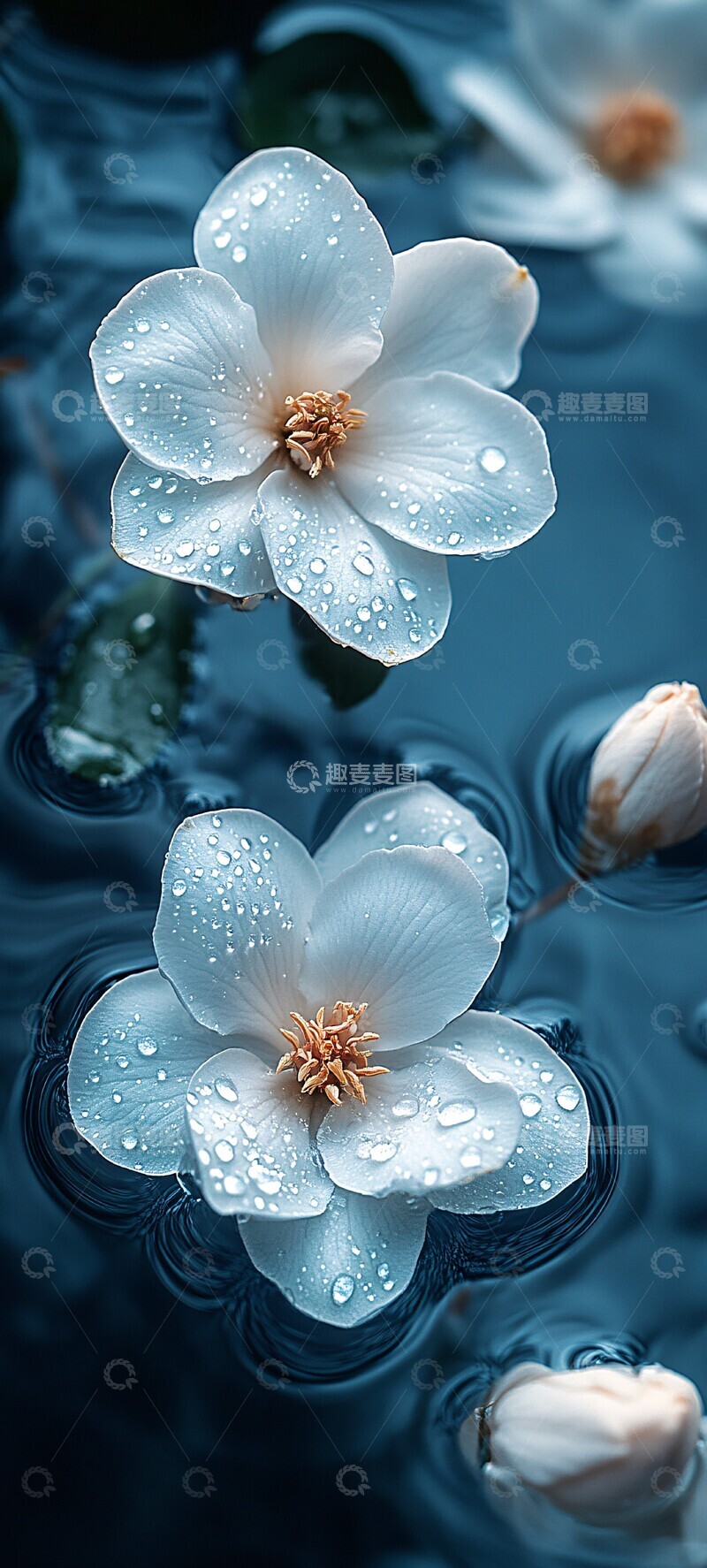 高清大图下载【趣麦麦图】白花园水滴摄影2