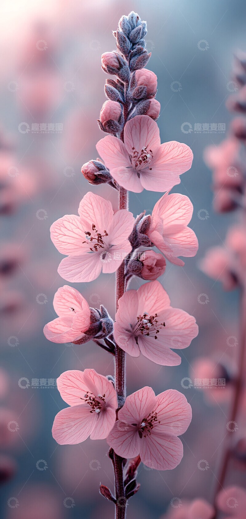 高清大图下载【趣麦麦图】治愈花束垂直花朵背景2