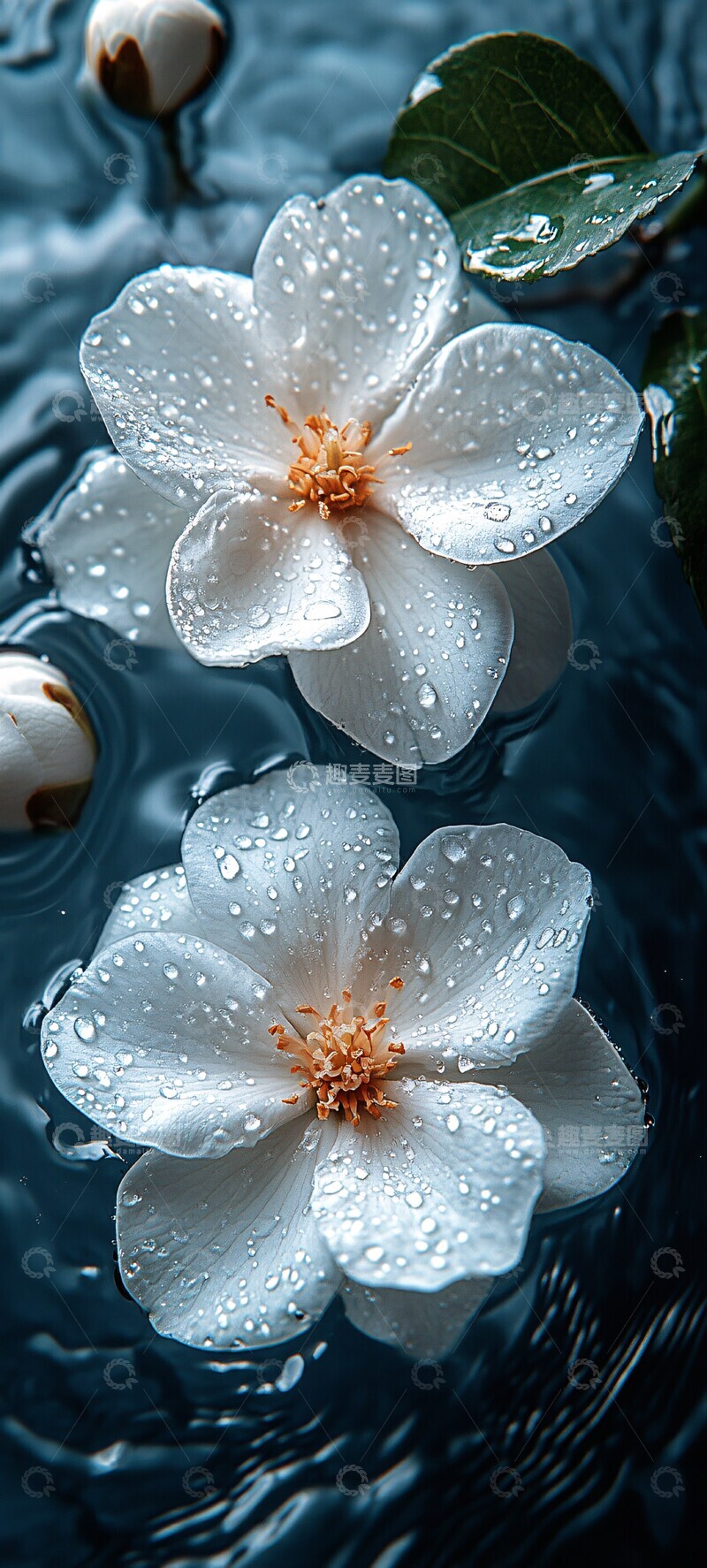 高清大图下载【趣麦麦图】白花园水滴摄影3