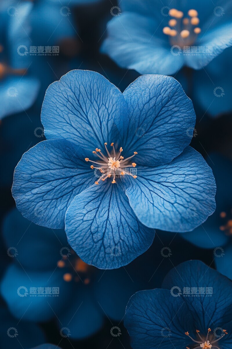 高清大图下载【趣麦麦图】单色蓝花特写2