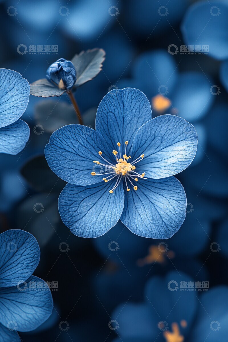 高清大图下载【趣麦麦图】单色蓝花特写1