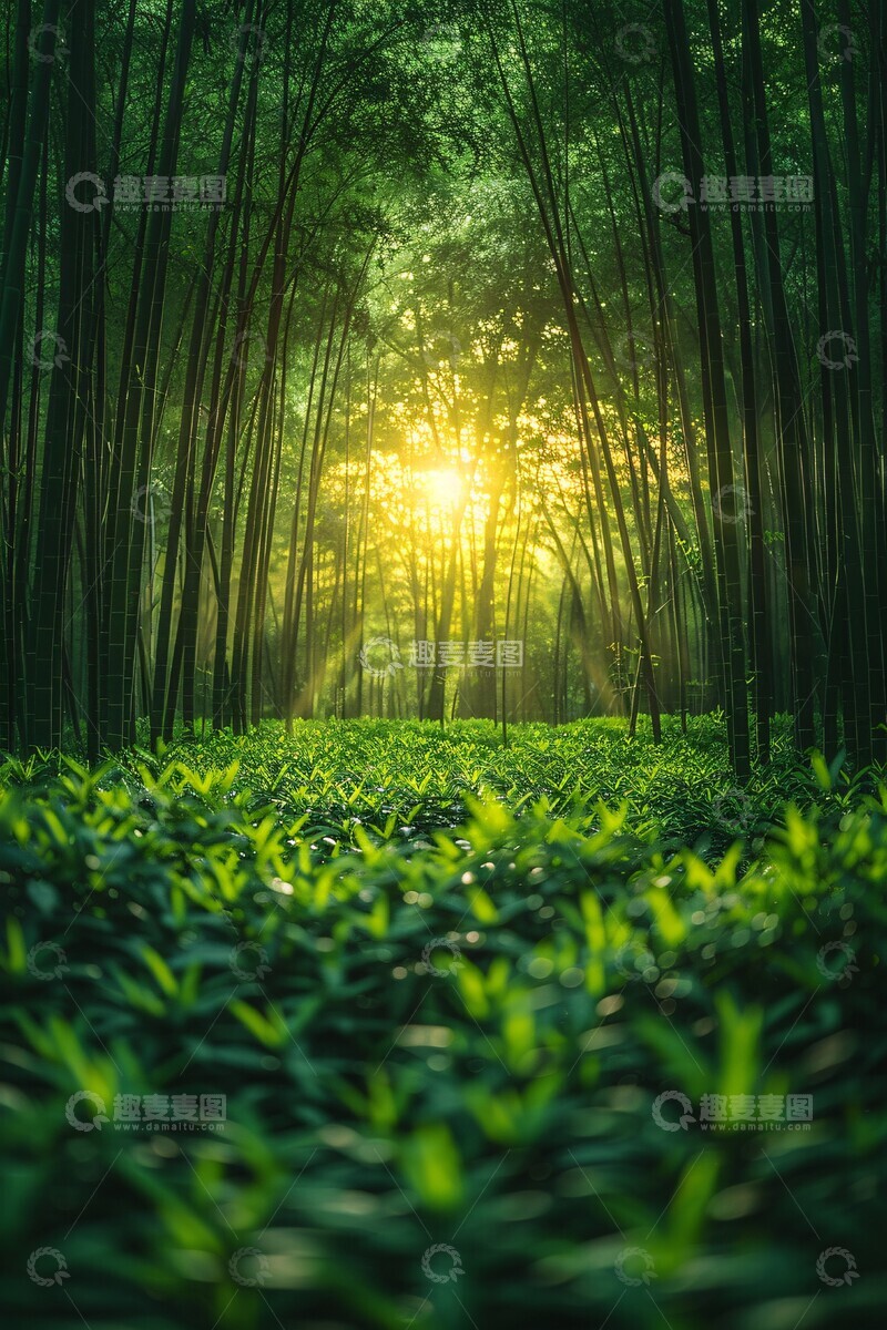 高清大图下载【趣麦麦图】竹林深处深处自然细节1