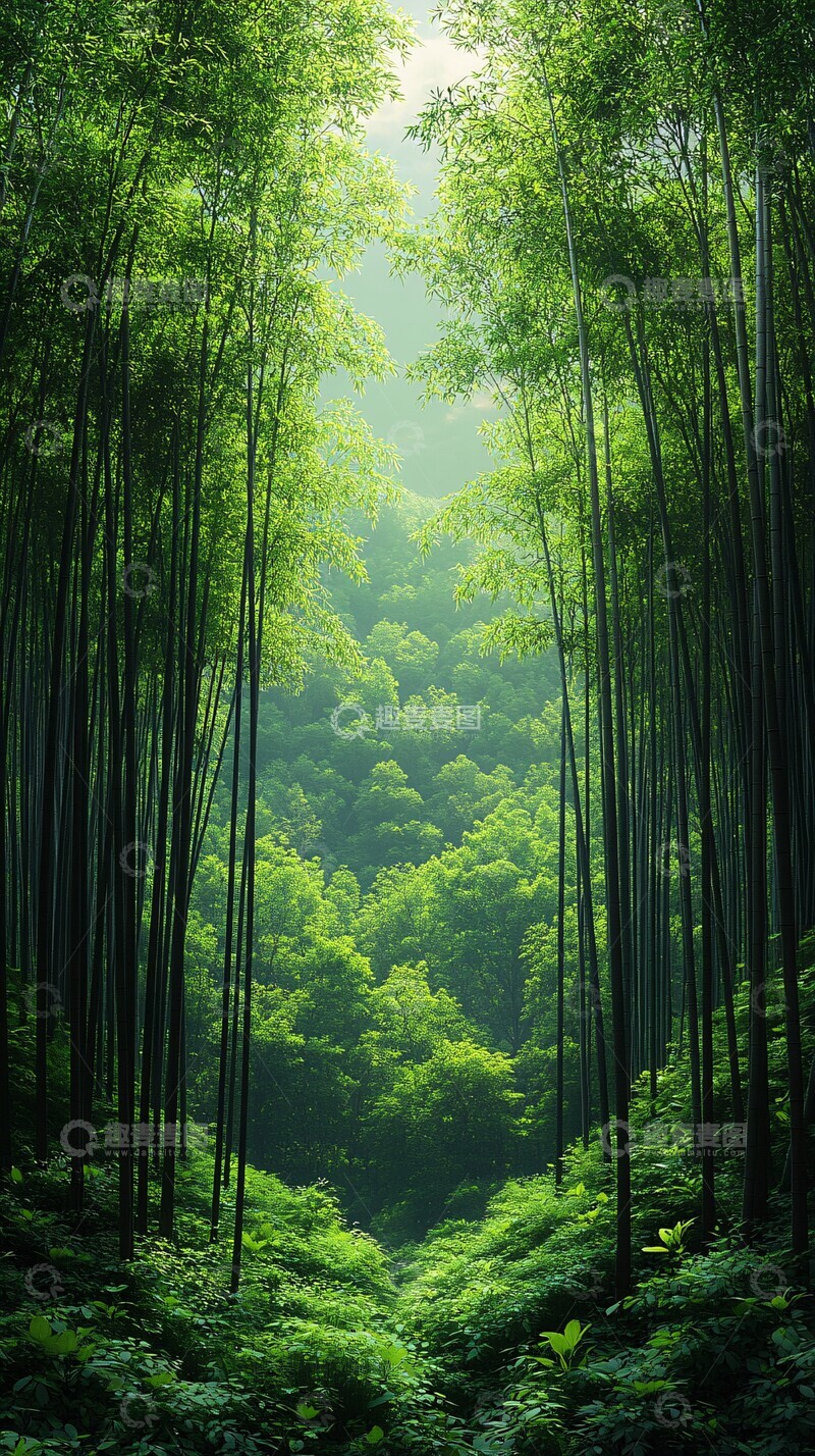 高清大图下载【趣麦麦图】竹林绿意竹林绿叶竹子1