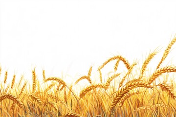 金色麦田金色麦田麦穗3