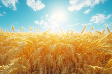 金色麦田金色麦田阳光3