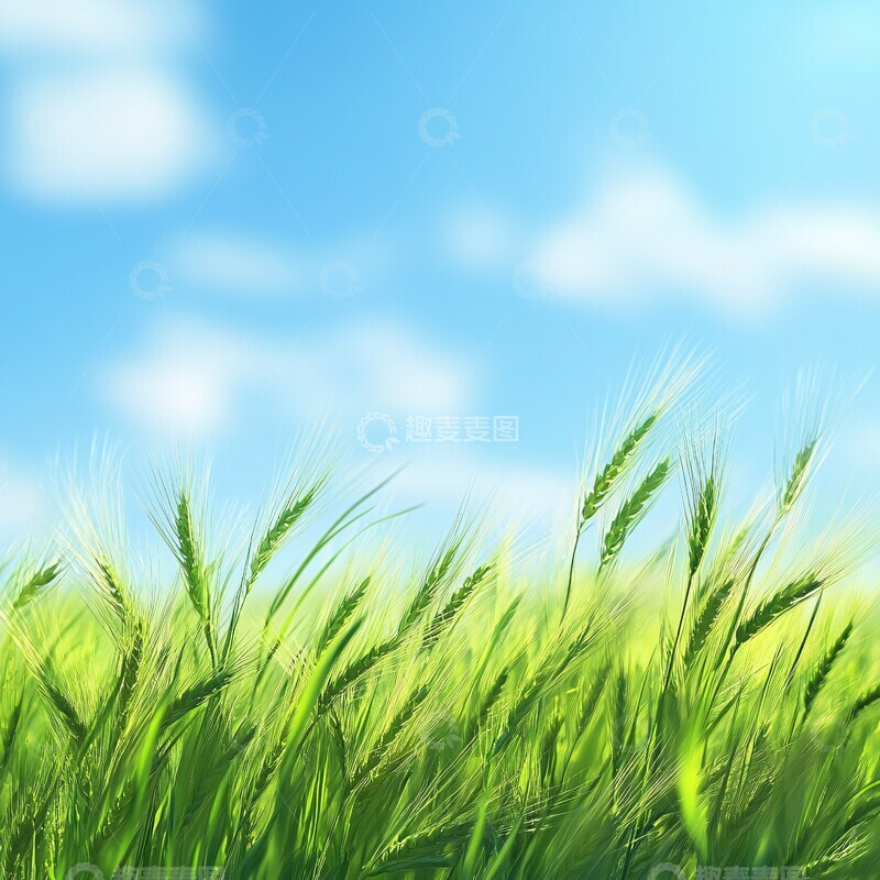 高清大图下载【趣麦麦图】绿色麦田绿色麦田小麦