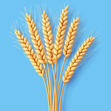 黄色小麦蓝背景1