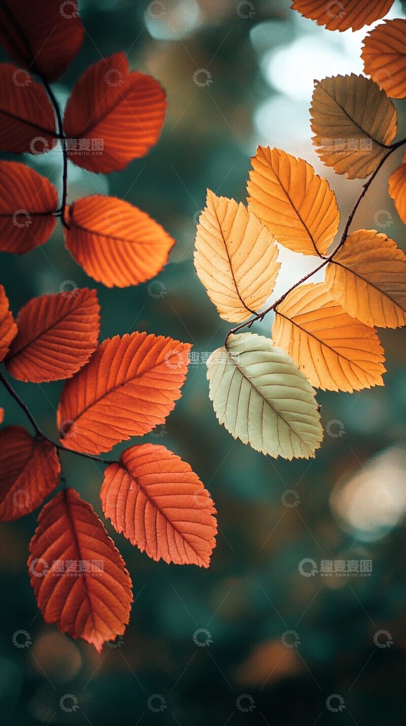 高清大图下载【趣麦麦图】夏绿转秋金夏绿秋金颜色