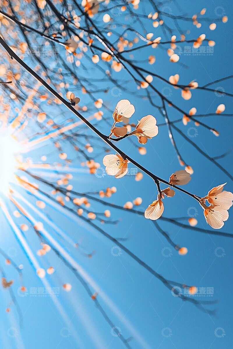 高清大图下载【趣麦麦图】春日阳光色调1