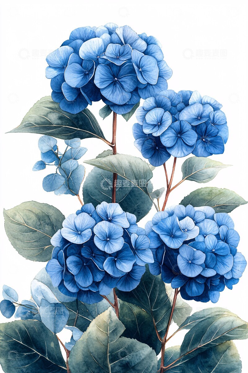 高清大图下载【趣麦麦图】蓝色绣球花插画3