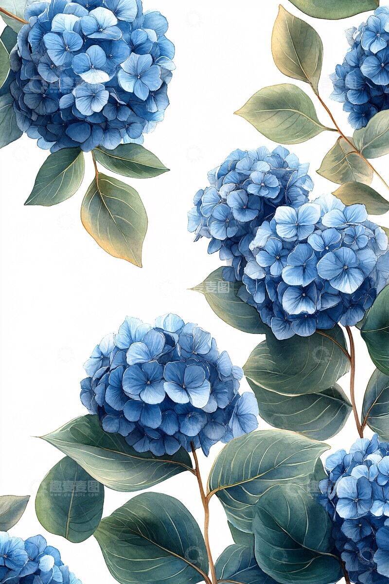 高清大图下载【趣麦麦图】蓝色绣球花插画1