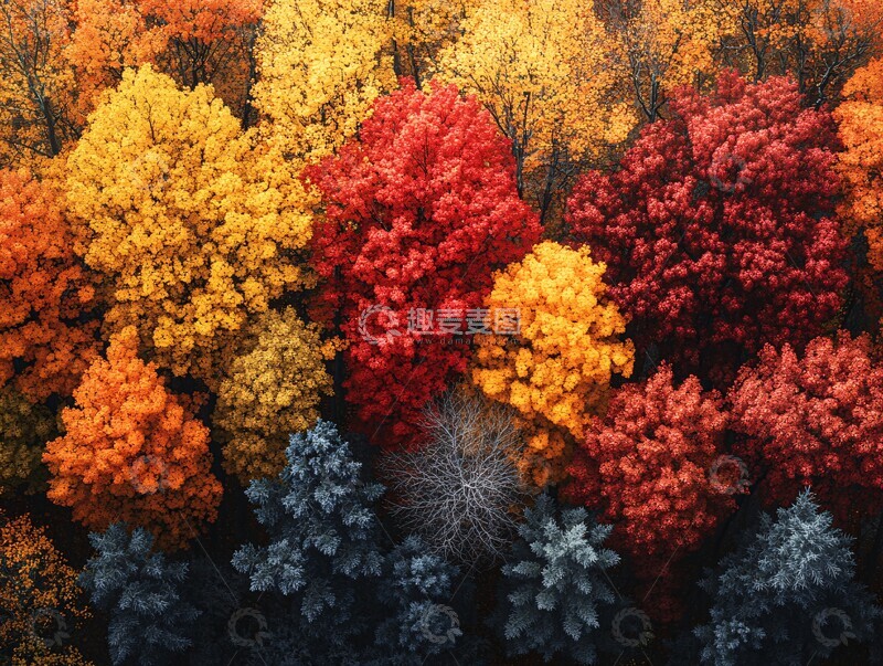 高清大图下载【趣麦麦图】秋日树影秋日树影树木