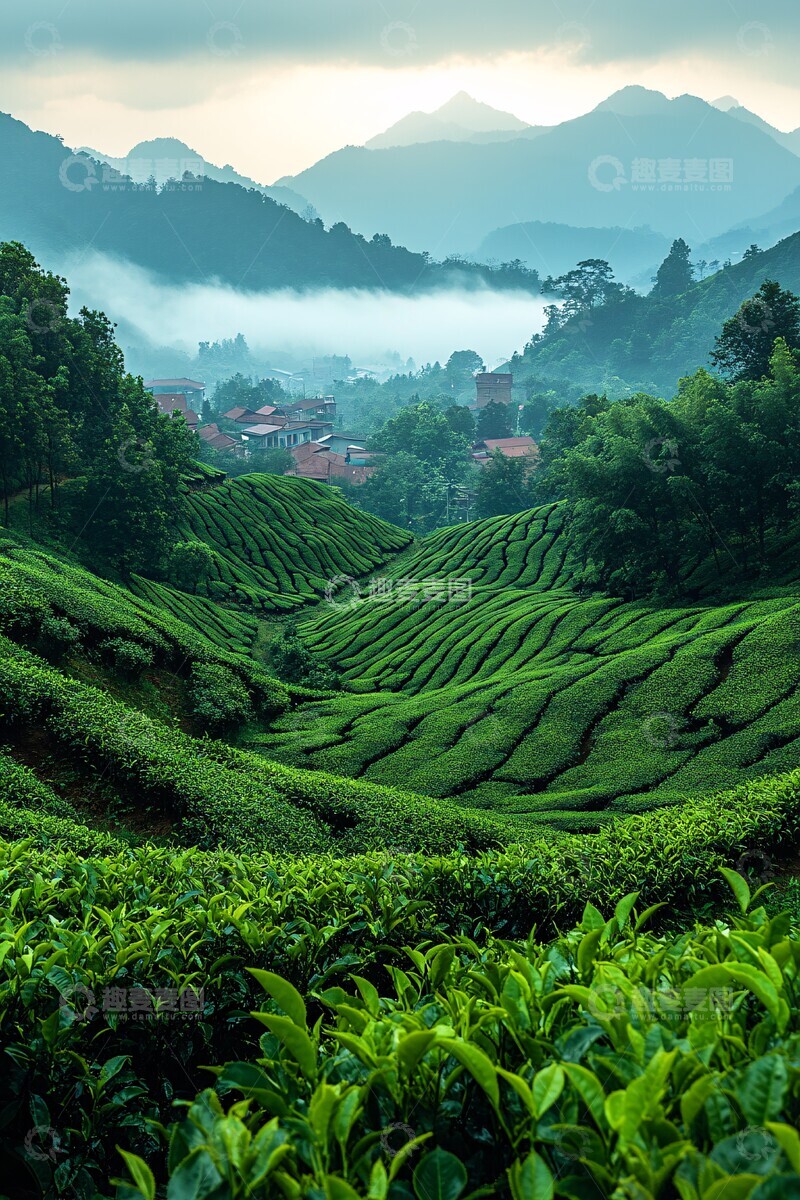 高清大图下载【趣麦麦图】茶园采摘场景2