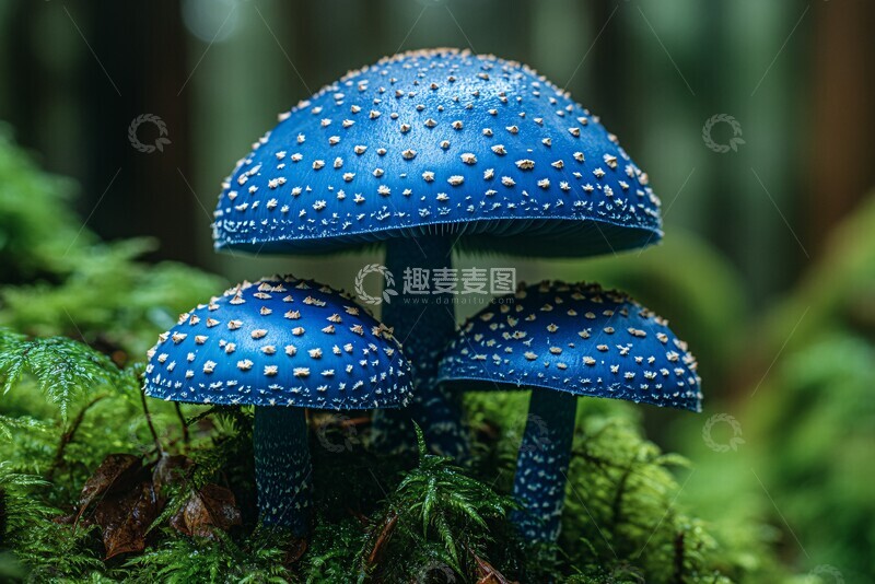 高清大图下载【趣麦麦图】靛蓝乳菇蘑菇1